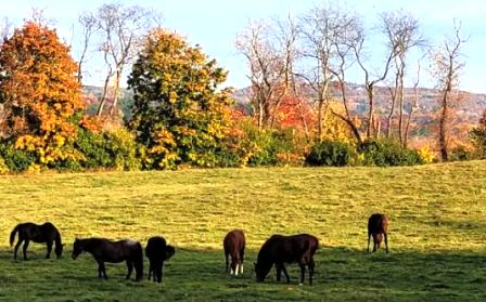 farms