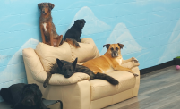 Growing Dog Care Center 